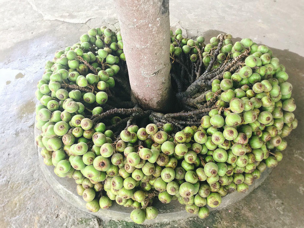 Phải công nhận cây sung có nhiều quả bất ngờ, lại mọc tập trung ở dưới gốc khiến dân tình càng tò mò hơn.