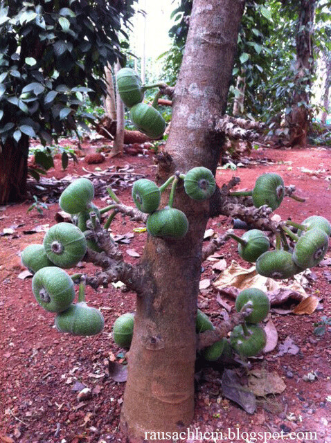 Quả vả khi chín ngập mật ngọt.