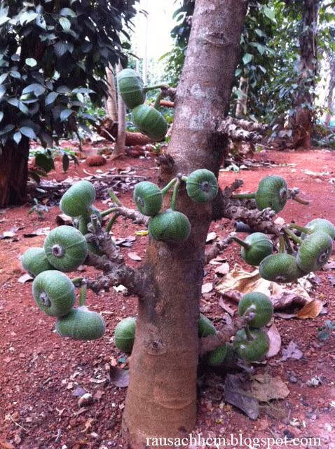 Quả vả khi chín ngập mật ngọt.