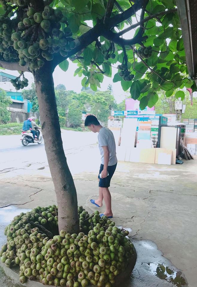 Vài người cho rằng đây là cây sung hoặc sung cảnh, nhưng một số “dân chuyên” đã nhận ra đây là cây vả mới đúng.