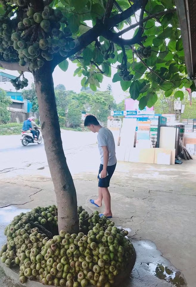 Vài người cho rằng đây là cây sung hoặc sung cảnh, nhưng một số “dân chuyên” đã nhận ra đây là cây vả mới đúng.