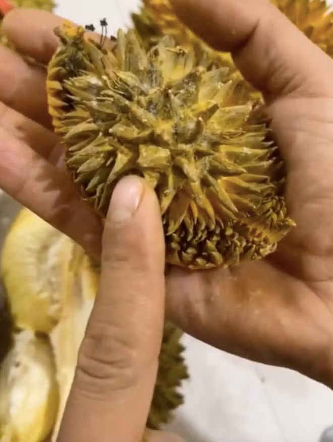 Cụ thể, trong một lần tình cờ cô nhặt được cả chùm sầu riêng cỡ chỉ bằng quả trứng gà, cô tính bổ ra cho vui thôi, nào ngờ cái kết quá bất ngờ.