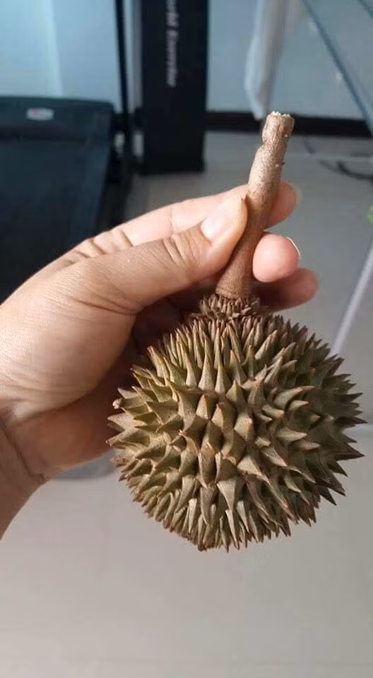 Nhìn quả nhỏ nhưng phía bên trong trái sầu riêng mini là cả một điều thú vị.