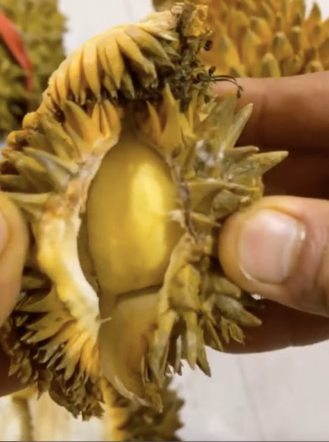 Bổ thử 1 quả ra, cả nhà cô gái ngỡ ngàng vì phần thịt quá chất lượng, có 1 múi duy nhật nhưng khá căng, vàng óng, trông đã thấy sầu riêng loại ổn áp rồi.