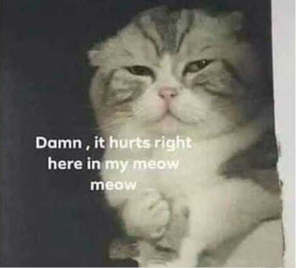 Leo là tên của thú cưng nổi tiếng được chế ảnh với dòng chú thích "đau ở đây này" từng gây sốt cộng đồng mạng. Hình ảnh chú mèo sau đó lan sang các diễn đàn ở nước ngoài và nhanh chóng được nhiều người yêu thích với caption bằng tiếng Anh: "Damn, it hurts right here in my meow meow".