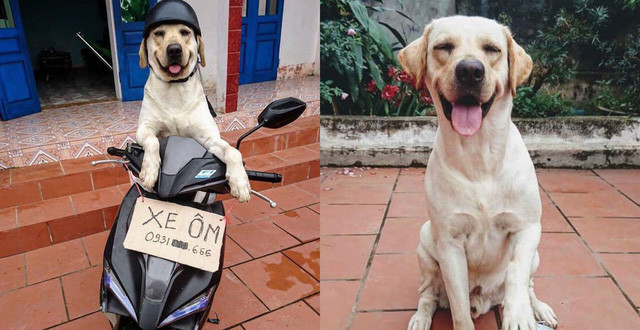 Người chủ của Củ Cải tự nhận mình là "Nô" (nô bộc) để mang tới sự chăm sóc chu đáo nhất cho nó. Ngoài ra, anh chủ cũng chú trọng dạy cho Củ Cải nhưng mệnh lệnh đơn giản. Củ Cải vì vậy biết làm toán, thực hiện các lệnh cơ bản như bắt tay, bắt chân, ngồi, nằm, giả chết...