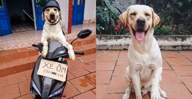 Người chủ của Củ Cải tự nhận mình là "Nô" (nô bộc) để mang tới sự chăm sóc chu đáo nhất cho nó. Ngoài ra, anh chủ cũng chú trọng dạy cho Củ Cải nhưng mệnh lệnh đơn giản. Củ Cải vì vậy biết làm toán, thực hiện các lệnh cơ bản như bắt tay, bắt chân, ngồi, nằm, giả chết...