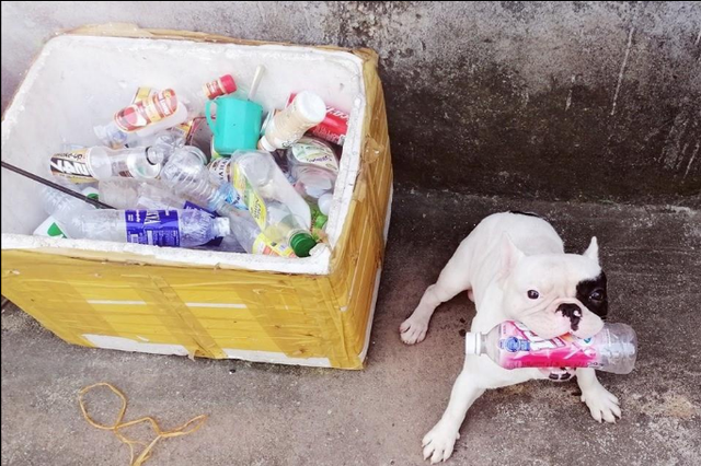  Pet cưng tên "Ủn" được chú ý từ tháng 6 năm 2019, "boss" dòng Bull Pháp này có "thói quen" nhặt chai lọ cũ nên đã thu hút sự chú ý của đông đảo dân mạng.