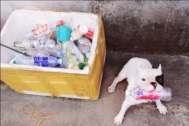 Pet cưng tên "Ủn" được chú ý từ tháng 6 năm 2019, "boss" dòng Bull Pháp này có "thói quen" nhặt chai lọ cũ nên đã thu hút sự chú ý của đông đảo dân mạng.