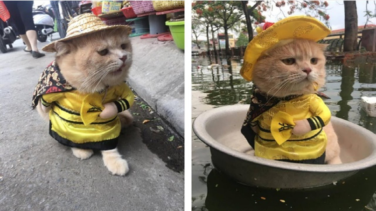 Sở hữu thần thái không trộn lẫn, lại được chủ đầu tư nhiều bộ cánh lộng lẫy nên "Quàng thượng" nhanh chóng chiếm được trái tim của nhiều dân mạng qua loạt ảnh ngộ nghĩnh, đáng yêu, đặc biệt là khi mặc long bào.