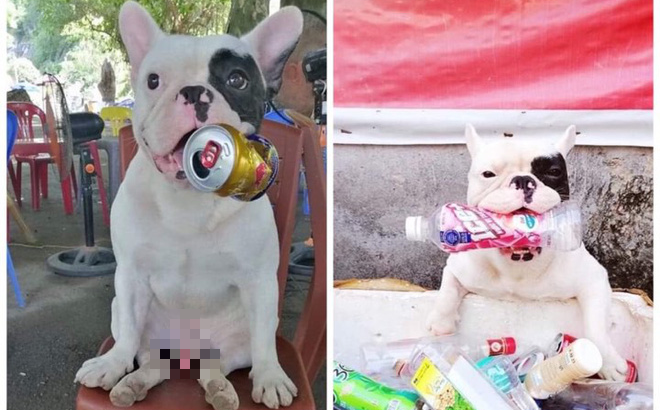 Bên cạnh đó, Ủn còn là chú chó thông minh, biết làm nhiều trò mua vui cho chủ. Về sức lan tỏa, "Ủn" thậm chí đã được lên sóng trên kênh truyền hình Asahi của Nhật Bản.