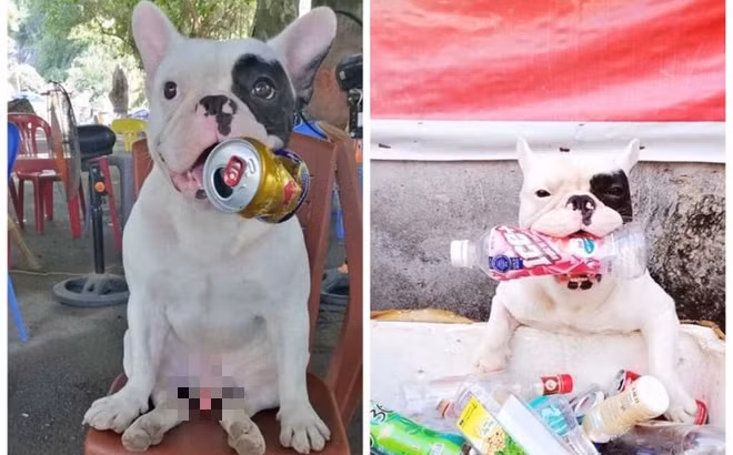 Bên cạnh đó, Ủn còn là chú chó thông minh, biết làm nhiều trò mua vui cho chủ. Về sức lan tỏa, "Ủn" thậm chí đã được lên sóng trên kênh truyền hình Asahi của Nhật Bản.