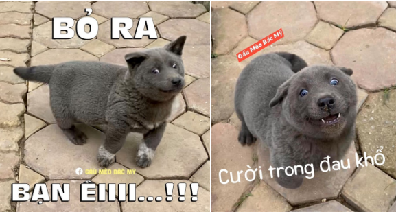 Tầm lan tỏa của thú cưng tên "Dúi" lan rộng ra nước ngoài, được một tài khoản Weibo nổi tiếng trên mạng xã hội Trung Quốc với hơn 500.000 người theo dõi "tặng" hẳn loạt ảnh phong cách chibi. Ngoài ra ngay trên chính quê nhà, nhiều dân mạng Việt cũng bày tỏ tình yêu với chú chó nổi tiếng bằng các bức vẽ dễ thương, hút nhiều lượt tương tác.