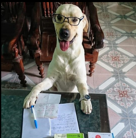 Trịnh Văn Củ Cải là chú chó giống Labrador tại Nam Định. Củ Cải gây chú ý thông qua video làm răm rắp làm theo các mệnh lệnh của cậu chủ như thể hiểu được tiếng người.