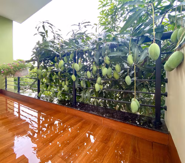 Trong ảnh, thay vì nằm yên vị trên cây bên nhà hàng xóm thì có thể thấy cây xoài phản chủ lại cho quả mọc chen chúc nhau qua hết ban công nhà cô gái.