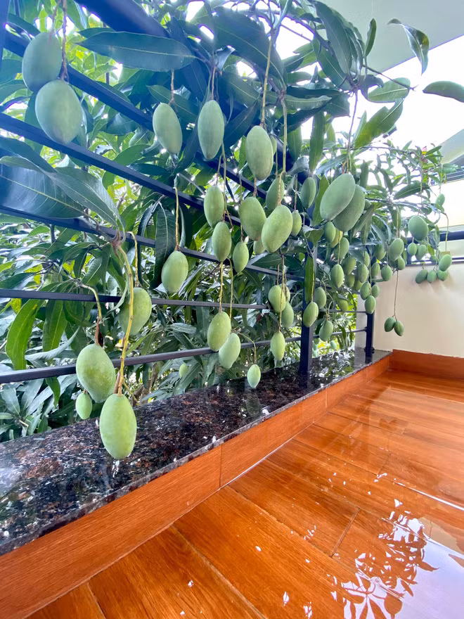 Theo những xuất hiện trong bức ảnh của cô gái thì cây xoài cho quả nào quả nấy cũng to đùng, treo lủng lẳng như mời gọi "hái em đi".