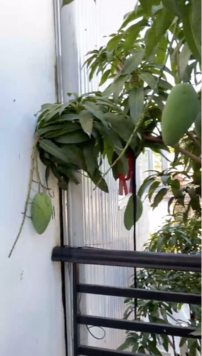 Lại thêm một cây xoài phản chủ khác từng được dân mạng chia sẻ rộng rãi trên MXH.