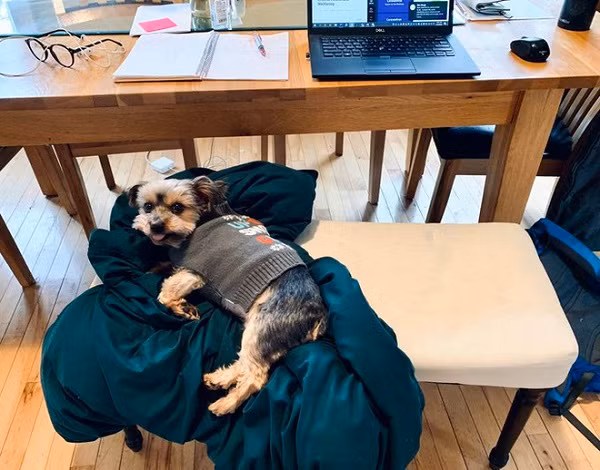 Tùy theo tính chất công việc và sở thích, có người đầu tư góc làm việc tại nhà "sang, xịn, mịn" chẳng kém gì một văn phòng thu nhỏ.