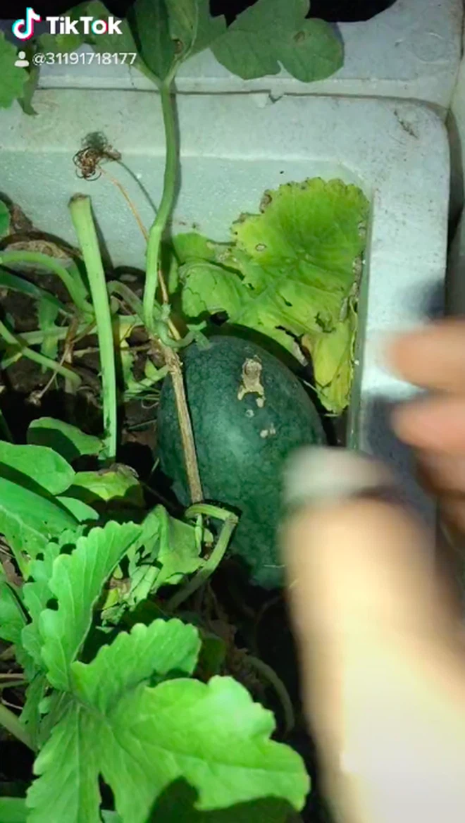 Mới đây, một cô gái lại đăng video khoe quả dưa hấu tí hon trồng trong vườn nhà mình lên TikTok, nhanh chóng thu hút sự chú ý lớn từ dân mạng.