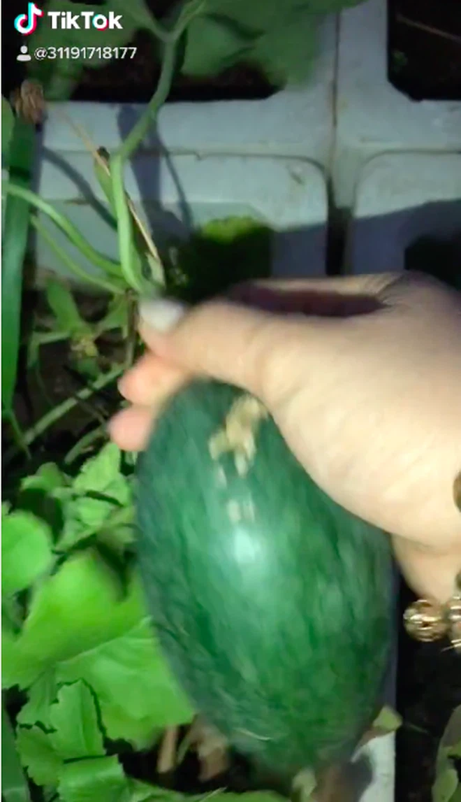 Theo đó, cô gái lựa chọn hình thức trồng dưa hấu trong một cái thùng xốp. Cô tiết lộ khi ăn xong chỉ cần nhả hột rồi chăm tưới là cây tự lên tươi tốt.