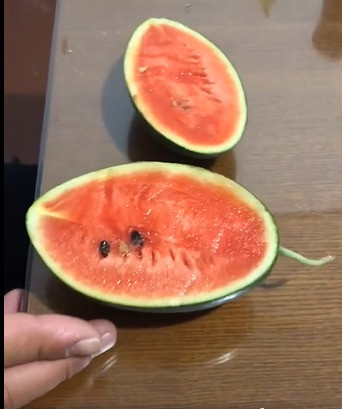 Cụ thể, một số dân mạng để lại bình luận: "Nhà mình cũng tự trồng cây dưa như thế này nhưng ra đầy trái luôn, trái nào cũng bé tí và ăn ngọt thanh!" hay "Hay nhỉ, để sau này mình siêng nhả hạt như chủ thớt xem dưa nhà mình có lên quả không!".