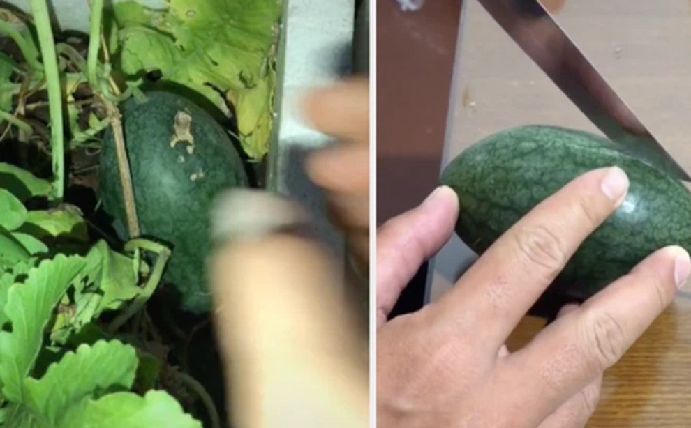 Lướt TikTok, loại quả mà dân tình dễ thấy nhất có lẽ là… dưa hấu. Những đoạn clip xẻ dưa cũng thường đạt lượng tương tác rất cao.