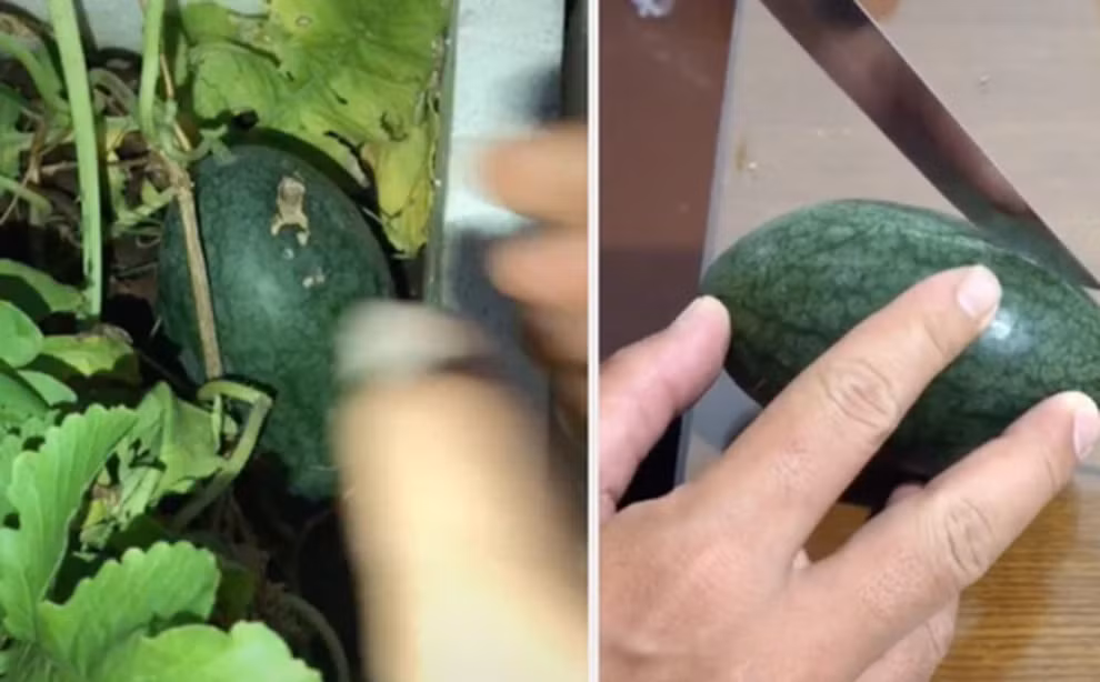 Lướt TikTok, loại quả mà dân tình dễ thấy nhất có lẽ là… dưa hấu. Những đoạn clip xẻ dưa cũng thường đạt lượng tương tác rất cao.