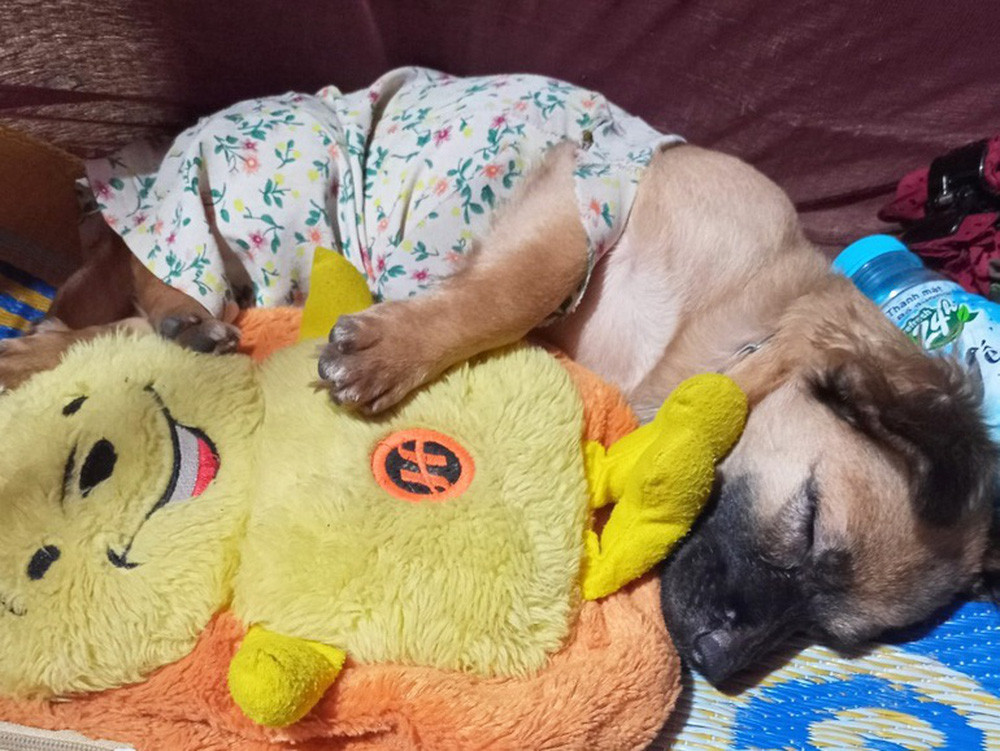 Sau khi sự việc được chia sẻ lên mạng xã hội, nhiều mạnh thường quân đã giúp đỡ ông Hùng gây dựng lại đàn chó mới. Tổng số tiền ông Hùng nhận được là 120 triệu đồng.