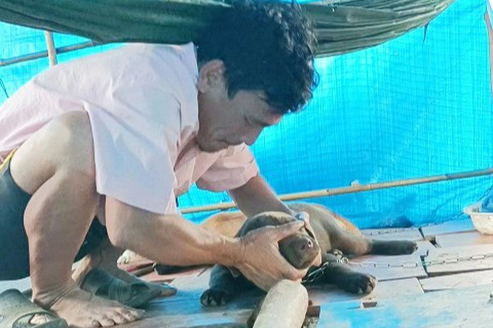 Lý do chính quyền thực hiện việc tiêu hủy đàn vật nuôi được cho là vì đàn chó khó kiểm soát, chạy lung tung trong khu cách ly, tại xã Khánh Hưng, huyện Trần Văn Thời, khi vợ chồng ông Hùng phải cách ly tại đây.