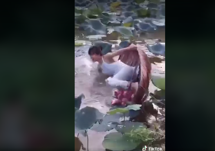 Trong lúc loay hoay tạo dáng, chiếc thuyền chòng chành không may bị lật khiến Diệu Linh ngã nhào xuống nước. Ao sen khá sâu nên cô nàng ướt hết người, vô tình để lộ vóc dáng mảnh mai, xinh đẹp dưới lớp áo yếm mỏng manh.