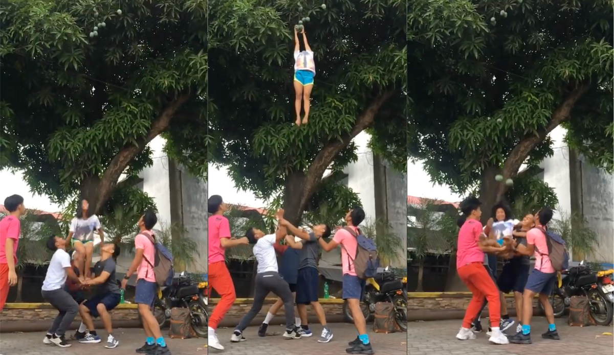 Trò hái trộm xoài này đã gợi lại cho không ít dân mạng những kỷ niệm đẹp thời thơ ấu.