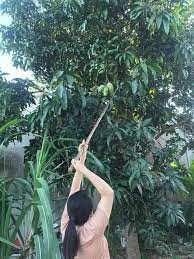 Dưới phần bình luận, nhiều dân mạng để lại những bình luận như: "Cần tìm đội như này để vặt xoài kí túc xá! Nhiều quá với chín rồi mà cao quá, hái không được" hay "Nhà có 2 cây xoài mà lúc nào cũng rình hái trộm của nhà khác. Chả hiểu vì sao"...