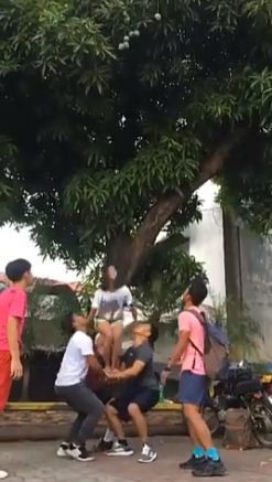 Cụ thể, trong đoạn clip ghi lại team hái xoài có ít nhất 6 người. Trong đó, 1 người sẽ lãnh nhiệm vụ cao cả là "nhảy lên hái xoài", còn 5 người kia thì làm bệ đỡ bên dưới.