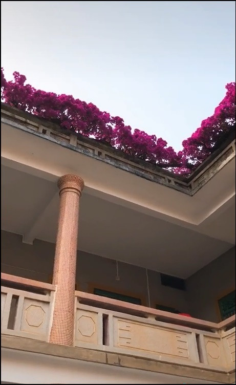 mới đây, một cây hoa giấy được chủ nhân định giá lên đến 7 tỉ đồng thu hút sự quan tâm của dân mạng.