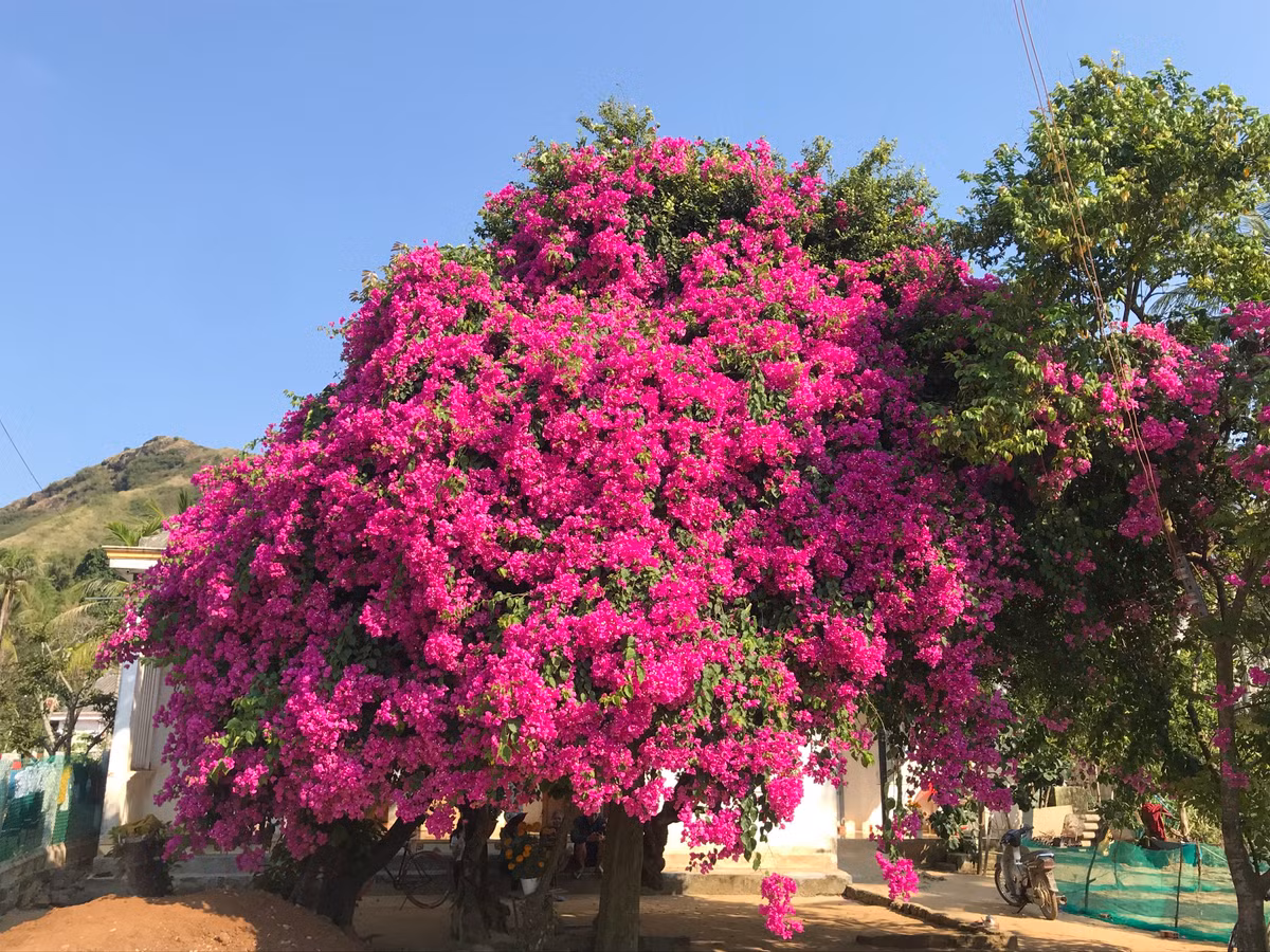 Trong khi đó, có nhiều người cho rằng video đã ghép âm thanh vào chứ không có chuyện cây hoa giấy trị giá bằng vài căn nhà như thế. Đến nay, vẫn chưa rõ thực hư đoạn clip, cần xác minh thêm để có cái nhìn khách quan.
