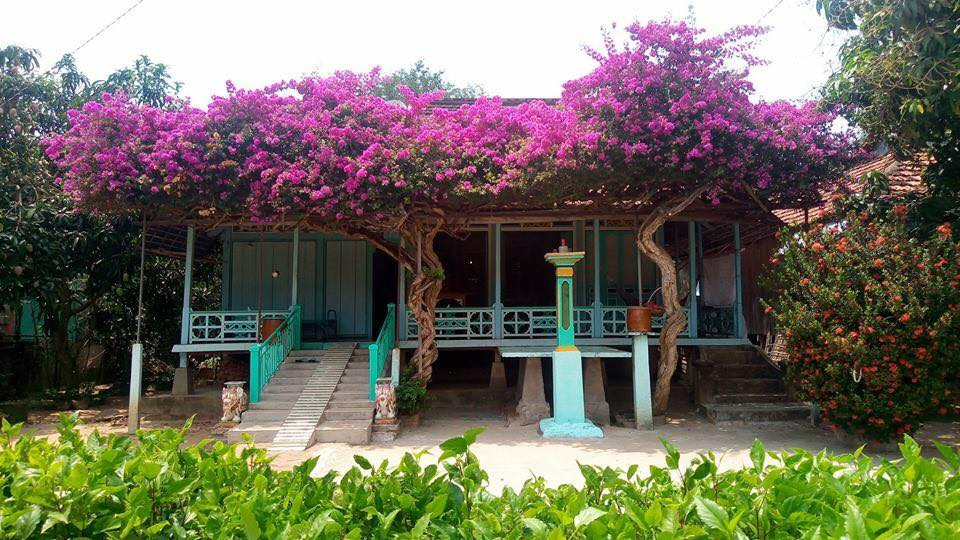 Không thể phủ nhận rằng những cây hoa giấy trên đều quá độc đáo, vì thế việc nó được sang nhượng với mức giá "trên trời" cũng là điều dễ hiểu.