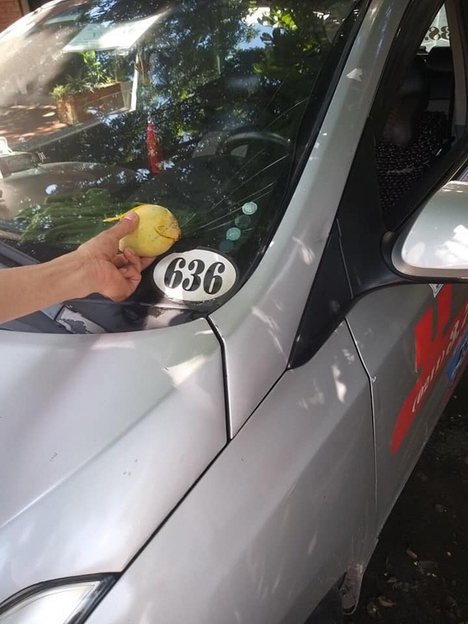 Câu chuyện vỡ kính xe ô tô do những quả xoài không phải là hiếm. Thế nhưng, khi xoài được mùa như năm nay thì cư dân mạng lại có cơ hội chiêm ngưỡng vô số trái xoài "đắt đỏ", bị "định giá" vài trăm tới hàng chục triệu đồng.