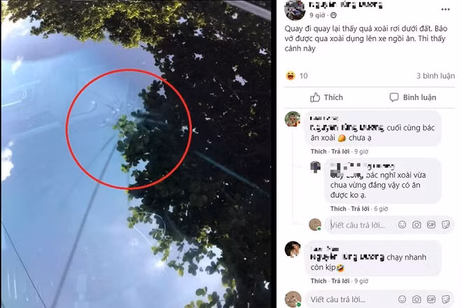 Nhiều người không tin rằng quả xoài có thể làm vỡ kính cường lực - loại kính vốn được coi là chắc chắn nhất, khó vỡ nhất trên xe ô tô.