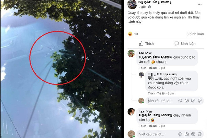 Nhiều người không tin rằng quả xoài có thể làm vỡ kính cường lực - loại kính vốn được coi là chắc chắn nhất, khó vỡ nhất trên xe ô tô.