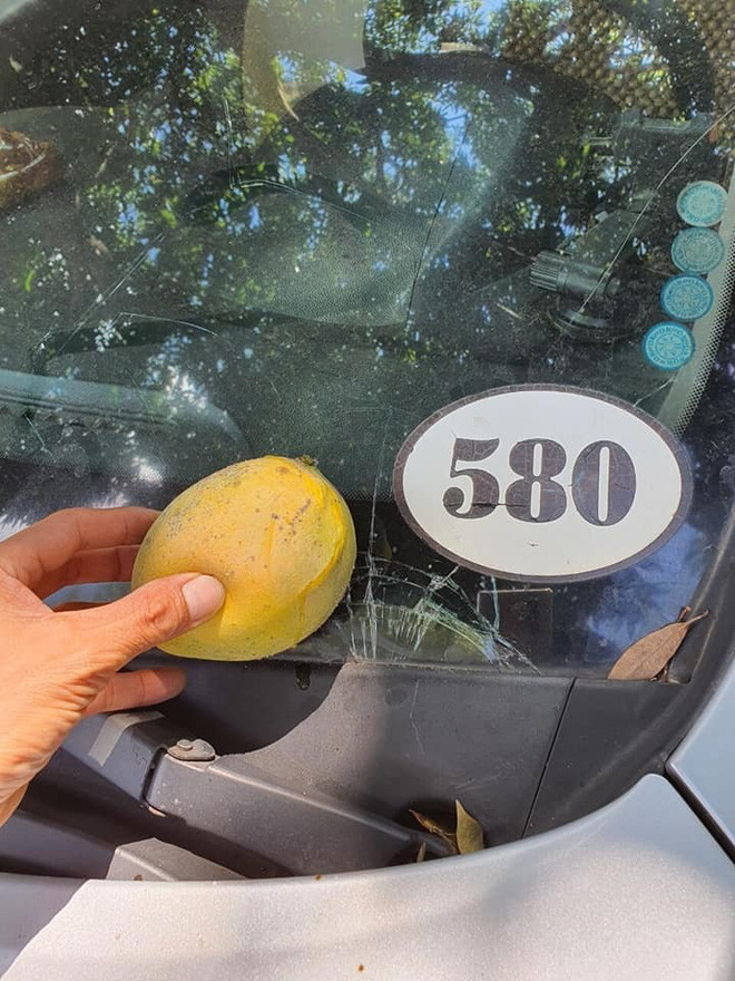 Tuy nhiên, những quả xoài sai lúc lỉu cũng có lúc tạo ra những câu chuyện cười ra nước mắt.