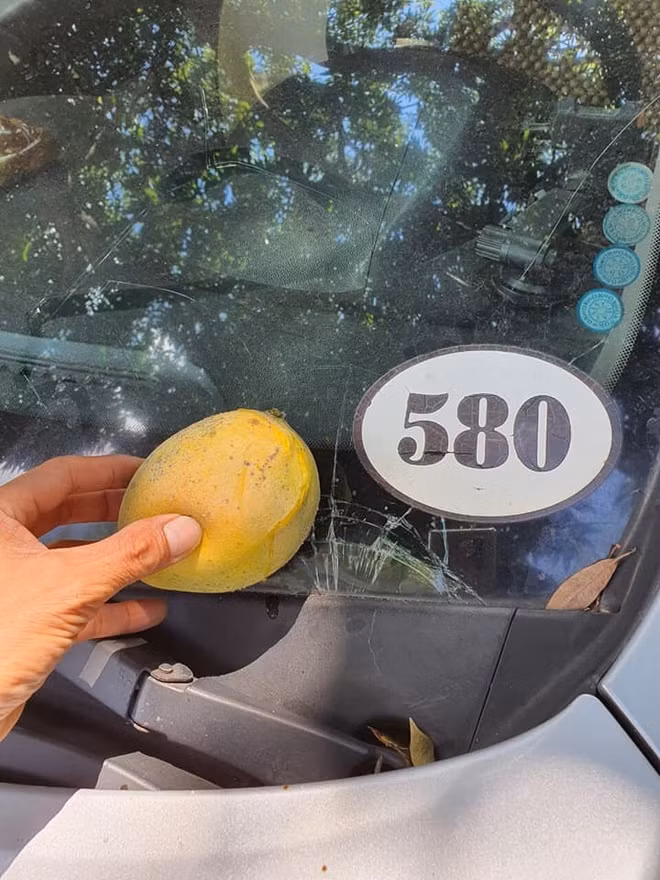 Tuy nhiên, những quả xoài sai lúc lỉu cũng có lúc tạo ra những câu chuyện cười ra nước mắt.