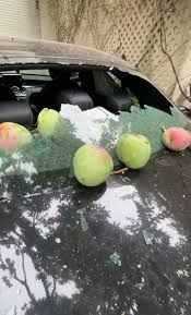 Hóa ra, cuối clip của doanh nhân Phượng Channel là hình ảnh mà ai nhìn cũng xót xa. Những quả xoài to, chín và nặng rơi từ trên cây cao xuống đã làm vỡ kính của chiếc xe Mẹc trị giá hơn 2 tỷ đồng của chủ nhân.