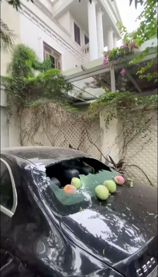 Trước đó, doanh nhân Phượng Chanel chia sẻ lên mạng xã hội đoạn clip ghi hình cây xoài "siêu to khổng lồ", trái sai lúc lỉu trên cành. Cộng đồng mạng chưa kịp trầm trồ khen nhà đẹp và cây xoài sai quả thì chủ nhân than thở.