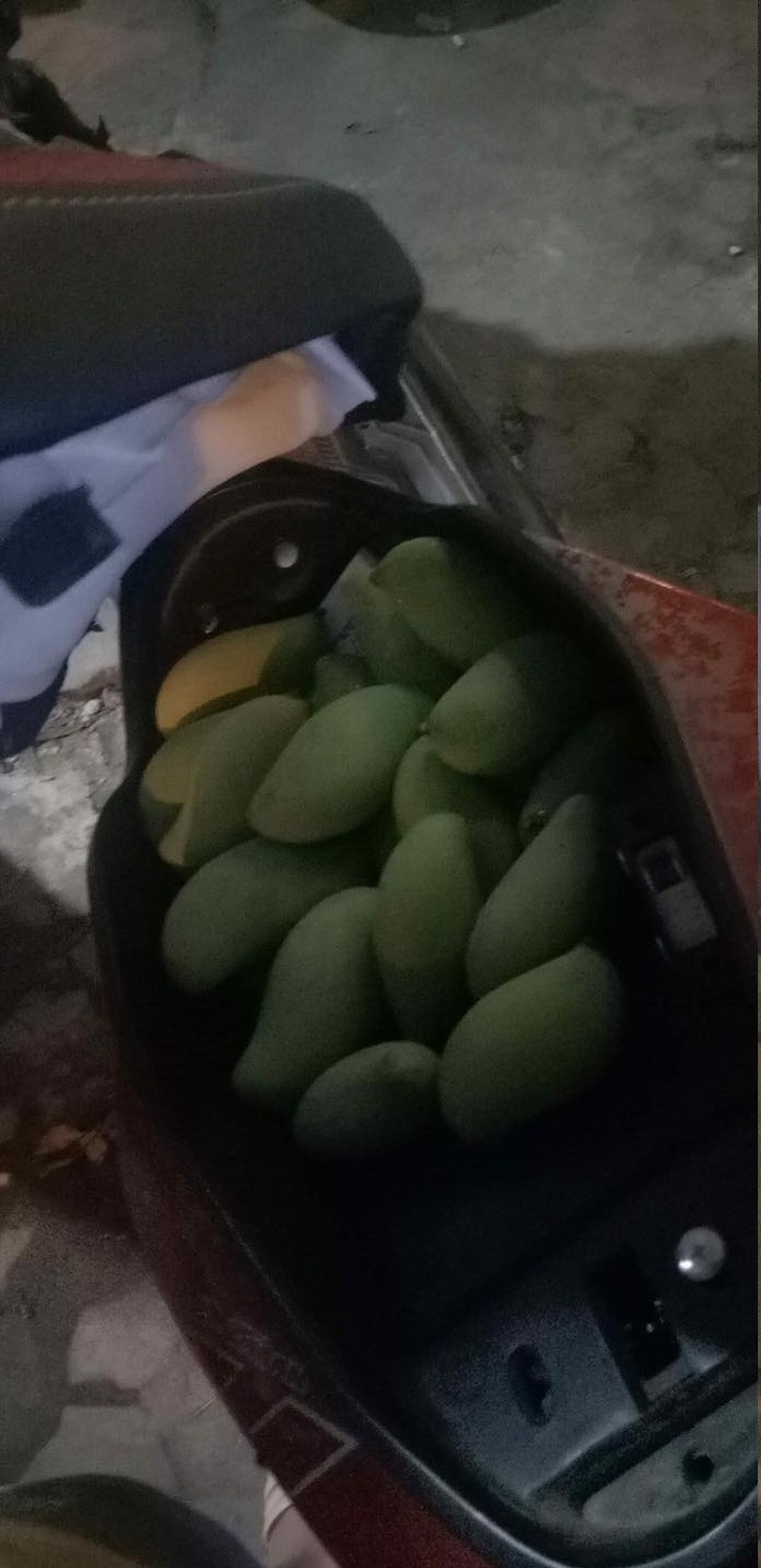 Mới đây trên fanpage Nghệ An, một thành viên đã khoe chiến tích hái trộm xoài của mình và những anh em chiến hữu trong xóm.