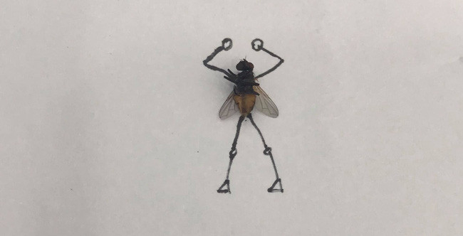 Chứng kiến những màn đấu võ của chú ruồi này, nhiều người gật gù công nhận, quả là những hình ảnh vừa sáng tạo lại vừa hài hước của chàng trai này khiến họ cười bò.