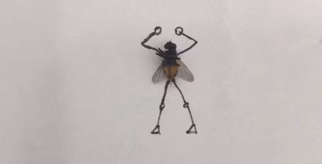 Chứng kiến những màn đấu võ của chú ruồi này, nhiều người gật gù công nhận, quả là những hình ảnh vừa sáng tạo lại vừa hài hước của chàng trai này khiến họ cười bò.