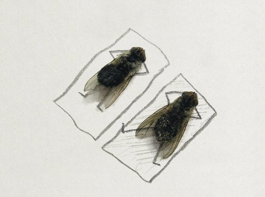 Trước đó, anh chàng nhiếp ảnh gia có tên Magnus Muhr cũng từng nổi như cồn trên MXH khi khoe những bức tranh nghệ thuật từ ruồi.