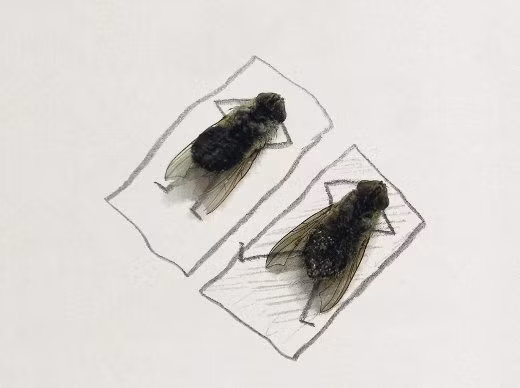 Trước đó, anh chàng nhiếp ảnh gia có tên Magnus Muhr cũng từng nổi như cồn trên MXH khi khoe những bức tranh nghệ thuật từ ruồi.