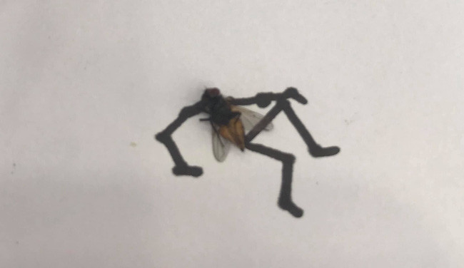 Cũng chính từ những màn "đi quyền" này, chú ruồi có fan hâm mộ đông đảo dù đã chết.