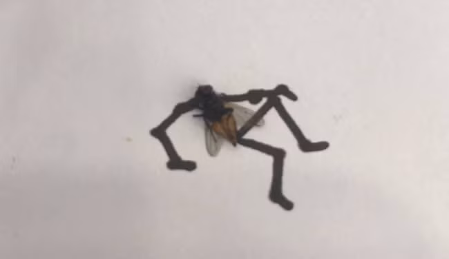 Cũng chính từ những màn "đi quyền" này, chú ruồi có fan hâm mộ đông đảo dù đã chết.